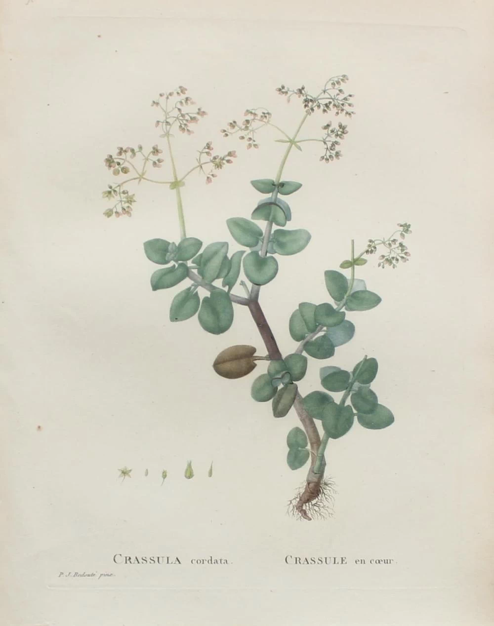Crassula cordata